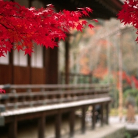 Autumn in Japan