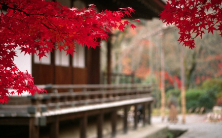 Autumn in Japan - oriental, japan, autumn, red, makro, leaf, tree