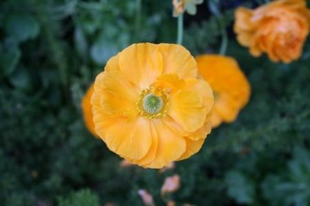 Spring May Flowers 14 - Yellow, Flowers, garden, green, photography, Ranunculus, orange