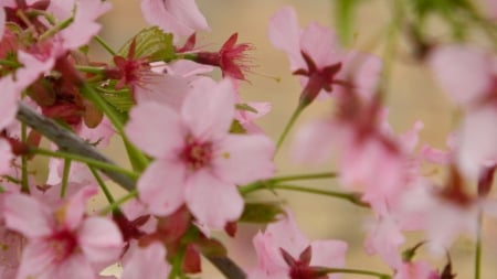 Pink Dreams - nature, close up, pink, beautiful