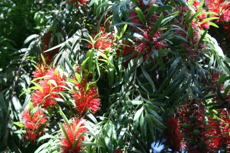 Spring May Flowers 26 - trees, Flowers, red, green, photography, leaf