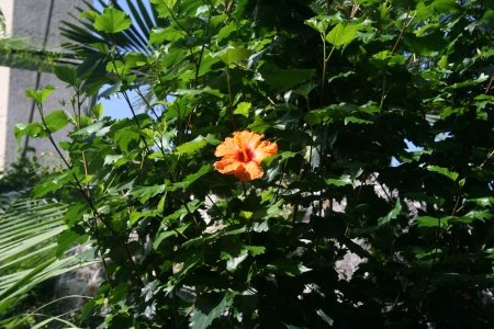 Spring May Flowers 27 - trees, photography, orange, green, leaf, flowers, garden, gardeen