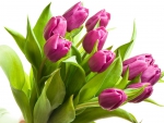 Tulips for our mothers in DN