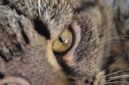 cat's eye