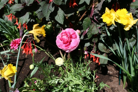 Spring May Flowers 30 - Flowers, yellow, garden, green, photography, Ranunculus, pink