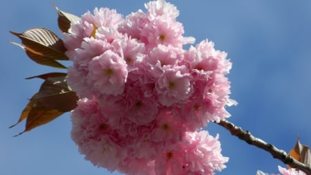 Blue sky whit colors - nature, sky, pink, beautiful