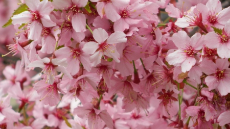 Pink Garden of Mistery - momment, Pink, Beautiful, Nature