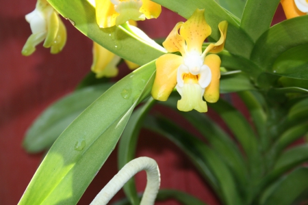 Spring May Flowers 31 - orchids, yellow, photography, green, flowers, garden