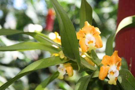 Spring May Flowers 42 - white, Flowers, yellow, garden, green, photography, orchids, orange