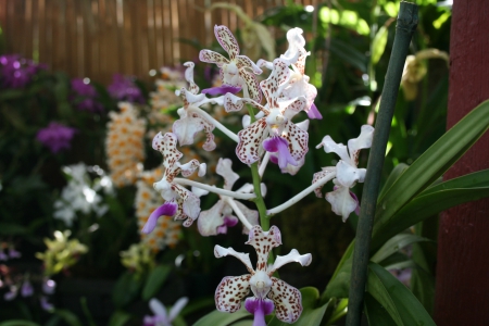 Spring May Flowers 48 - orchids, purple, photography, green, flowers, garden