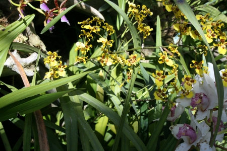 Spring May Flowers 53 - orchids, yellow, photography, green, flowers, garden