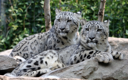 Snow leopards - cub, animal, snow leopard, mother, mom, feline, love