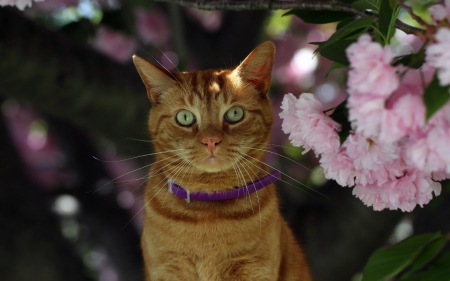 *** Cat and flowers *** - animal, cat, animals, cats