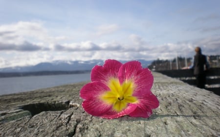 *** Pink flower *** - nature, flowers, flower, pink