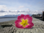 *** Pink flower ***