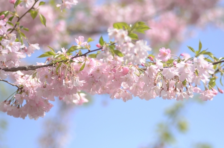 *** Flowering trees *** - spring, trees, nature, flowering