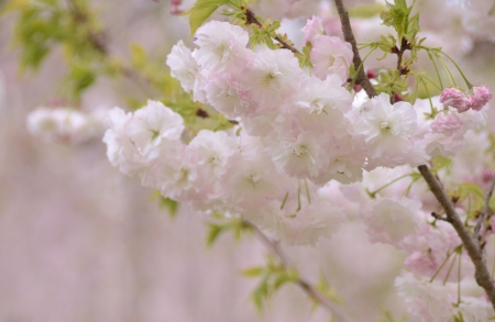 *** Flowering trees *** - flowers, trees, nature, flowering