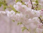 *** Flowering trees ***