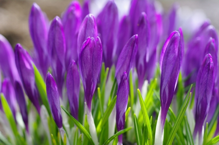 *** Spring !!! *** - nature, flowers, flower, spring