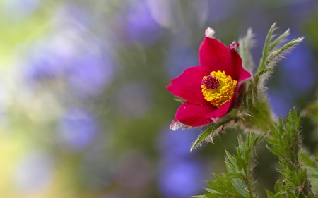 *** Red flower *** - flowers, red, flower, nature