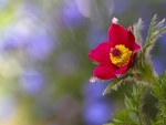 *** Red flower ***