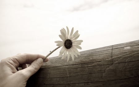 *** White flower *** - flowers, white, flower, nature