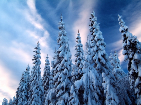 Snow Covered on the Trees