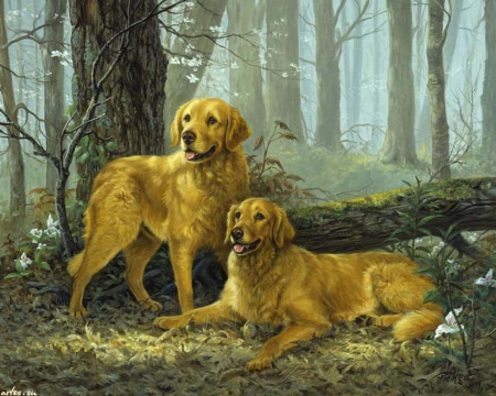 GOLDEN RETRIVERS - dogs, golden, retrivers, hunters, best, freinds