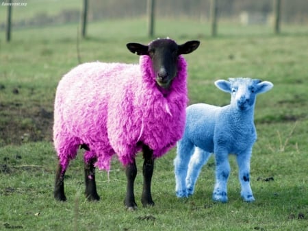 Sheep - green, funny, blue, pink