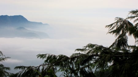 Sea of ​​clouds - misty, clouds, beautiful nature, mountain, tree