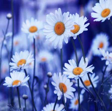 Desire - white, nature, field, flowers, daisies