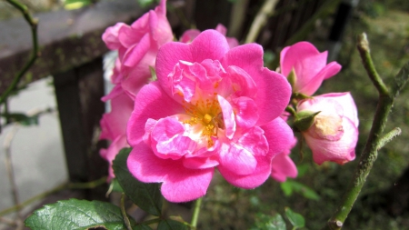 Pink rose - flower, rose, pretty, pink, beautiful