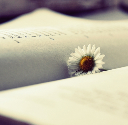 Reading - white, flower, book, soft, pure