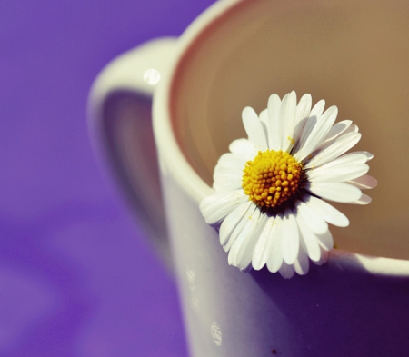 Beautiful Day - white, nature, daisy, flower, cup