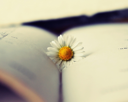 Reading Part - flower, nature, soft, daisy