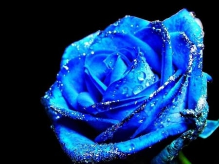 this Blue Rose is for my Mom Applejackqueen - i, u, love, pretty