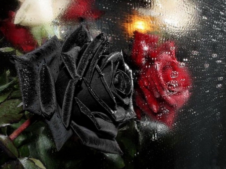 Dark Red Rose - black, rose, red, photo manipulation