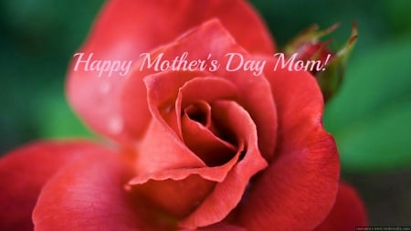 Happy Mother's Day - abstract, flowers, mothers day, art