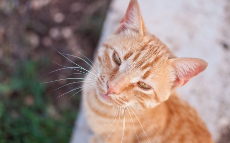 Cat - pretty, cat face, sleepy, paws, kitten, cats, face, sleeping, hat, beautiful, beauty, lovely, sweet, cat, cute, animals, kitty