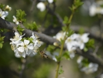 tree flower