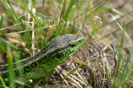 lizard - lizard, grass, reptile, nature