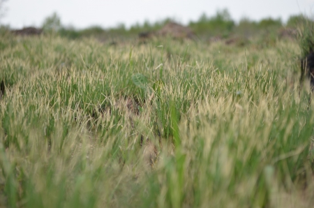 grass - grass, nature, green, plain