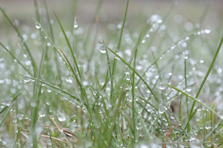 dew - grass, water, nature, dew