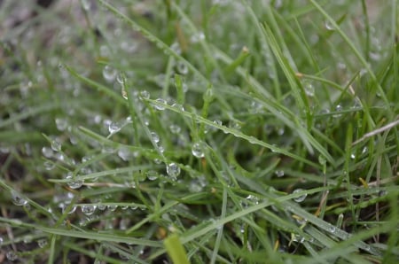 dew - nature, dew, water, grass