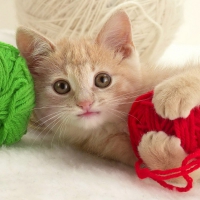 Kitty