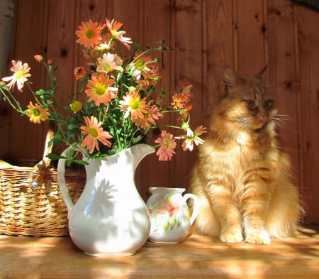 Still Life - flowers, cat, basket, still life, sunshine