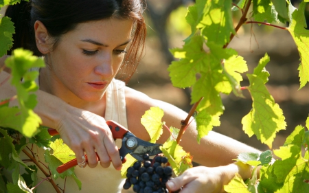 grapefruit - harvest, girl, black grapes, garden