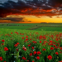 poppy field sunset