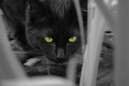 Black cat - paws, green eyes, cat, green, black, cute