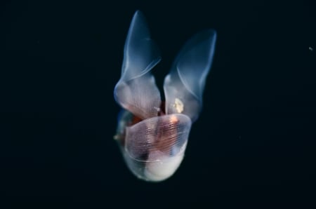 Underwater beauty - creature, jelly fish, water, underwater